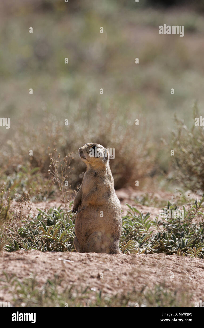 Utah prairie dog Cynomys parvidens beside a burrow looking out for danger, Utah, USA, September 2005 Stock Photo