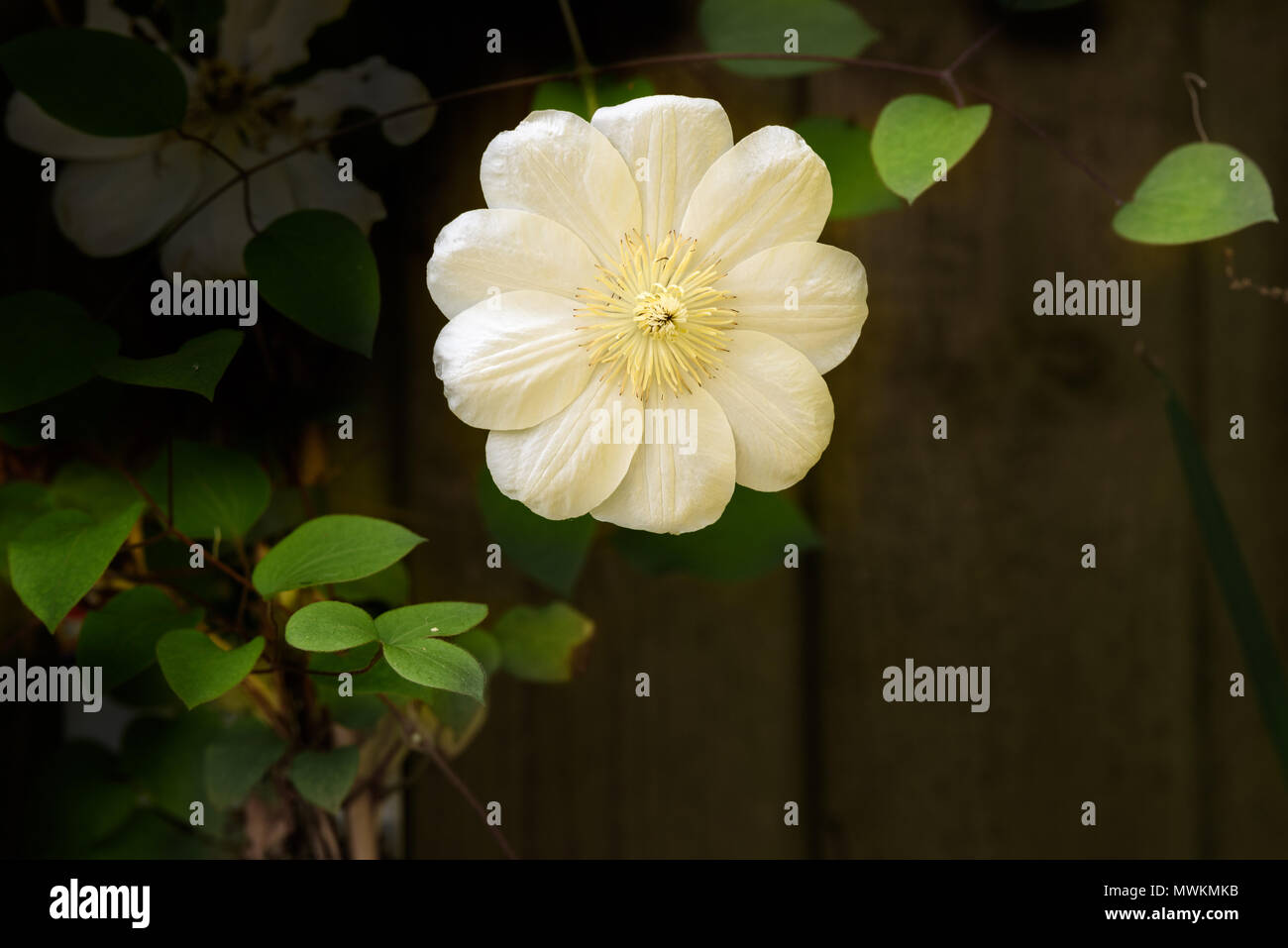 A single flower on a Guernsey Cream climbing clematis plant in an english garden on a sunny day. Stock Photo