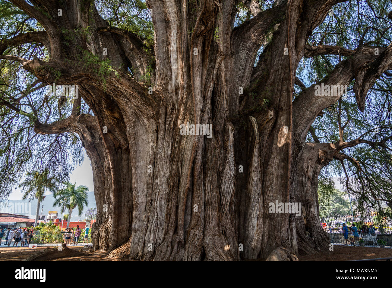 Tree of Tule, located in the church grounds in the town centre of Santa María del Tule. It is a Montezuma cypress (Taxodium mucronatum), or ahuehuete. Stock Photo