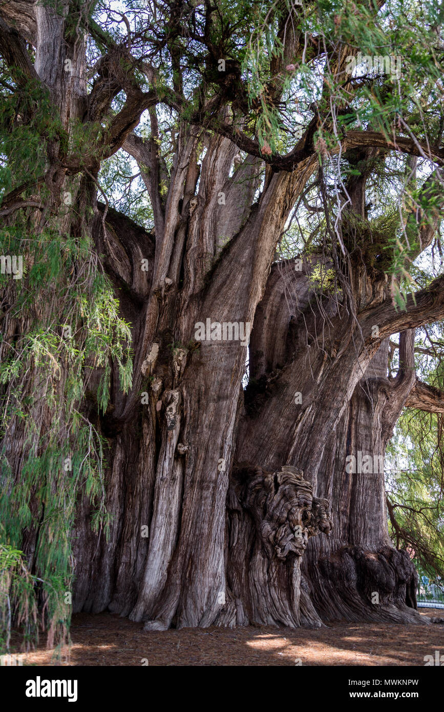 Tree of Tule, located in the church grounds in the town centre of Santa María del Tule. It is a Montezuma cypress (Taxodium mucronatum), or ahuehuete. Stock Photo