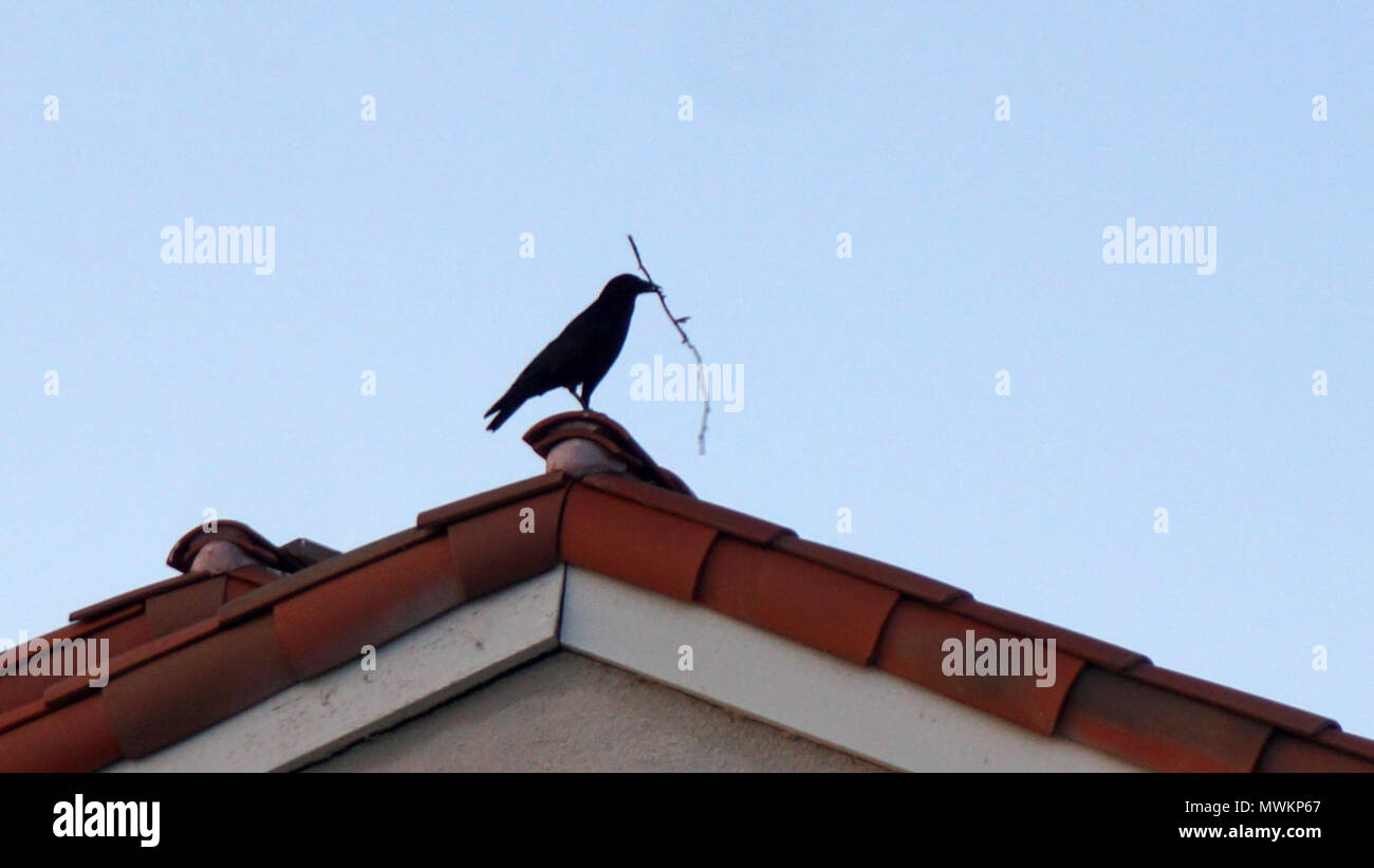 A Raven or large Crow sitting on the Peak of a tile roof holding a stick/twig Stock Photo