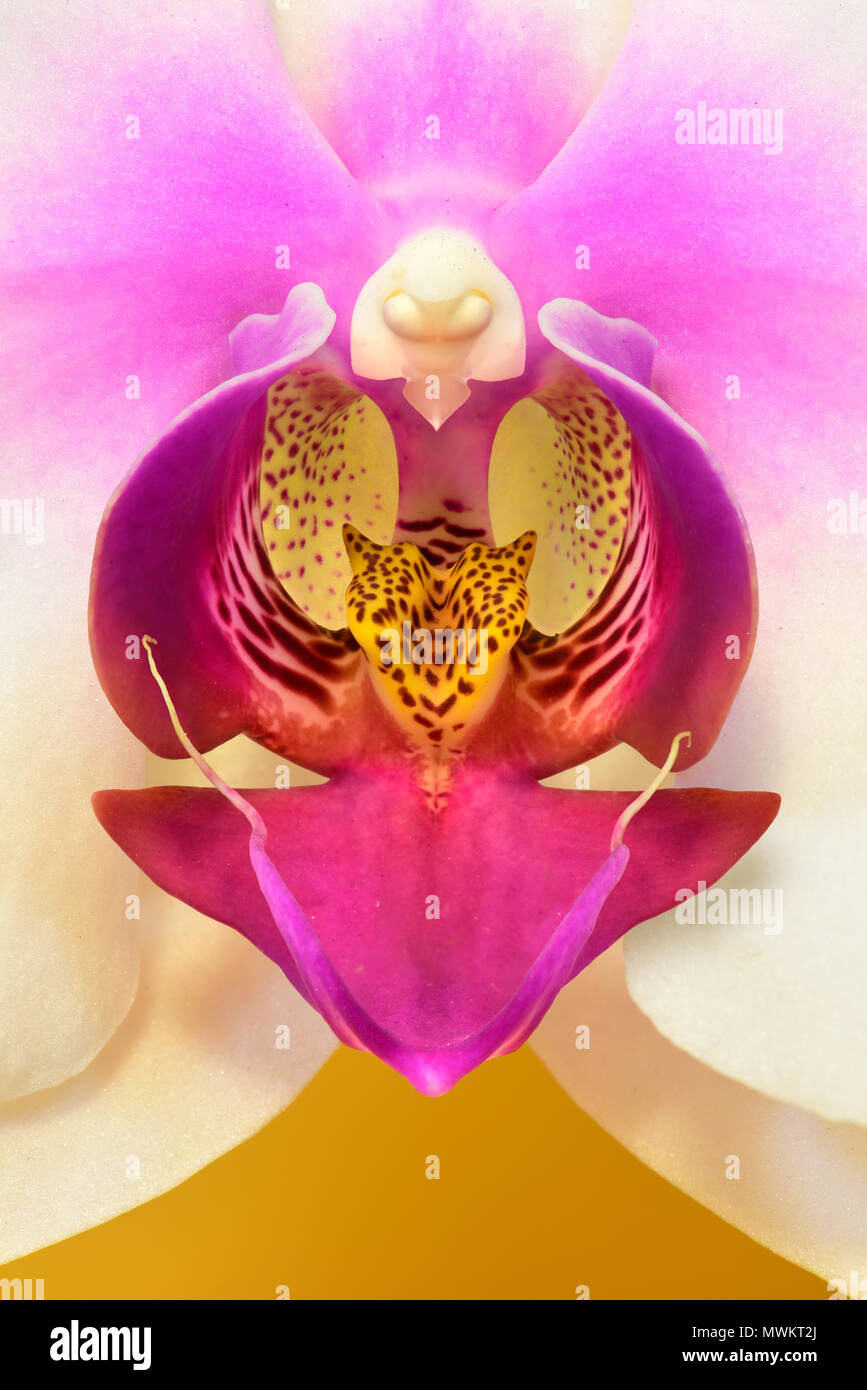 Dendrobium Orchid Stock Photo