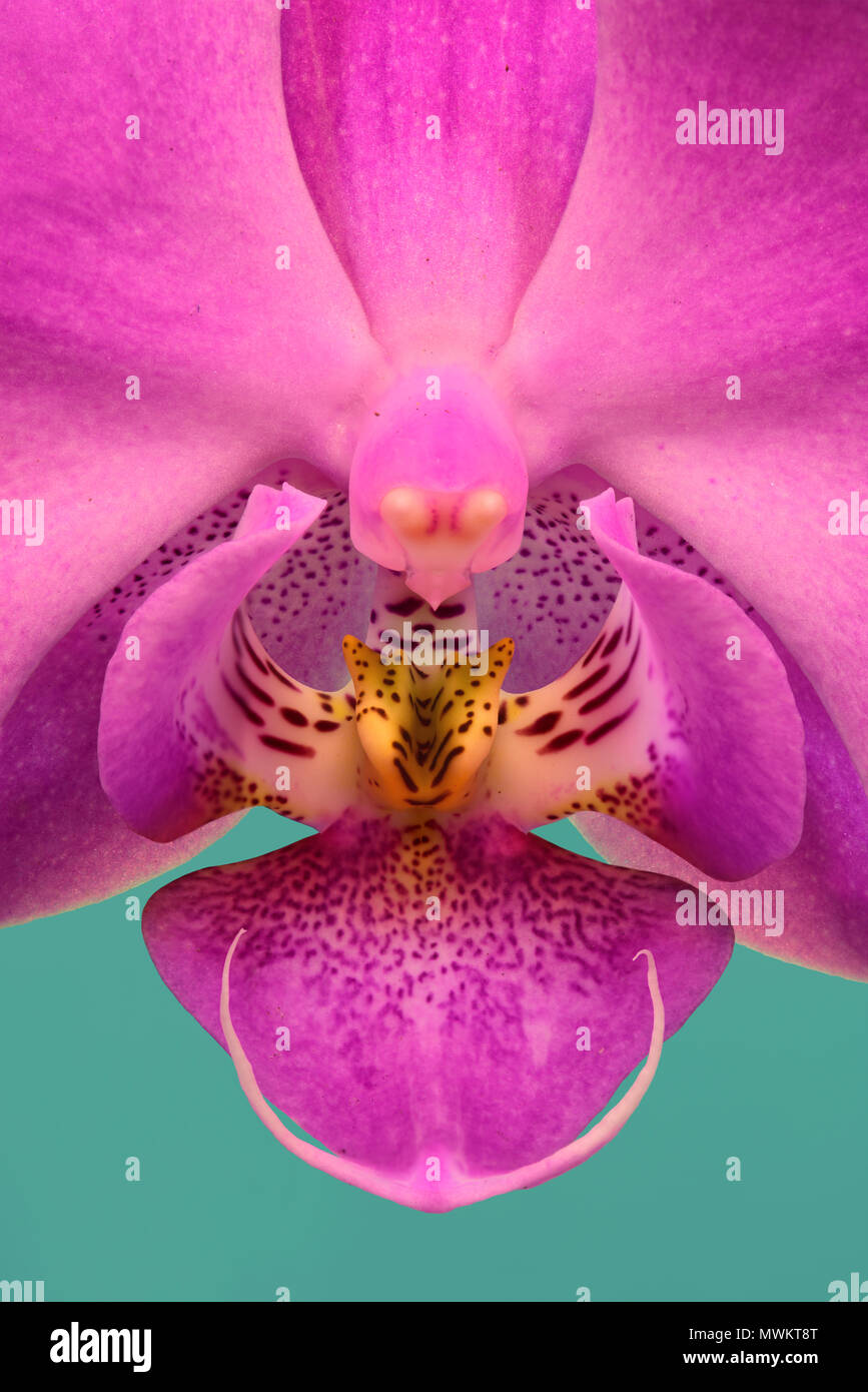 Dendrobium Orchid Stock Photo