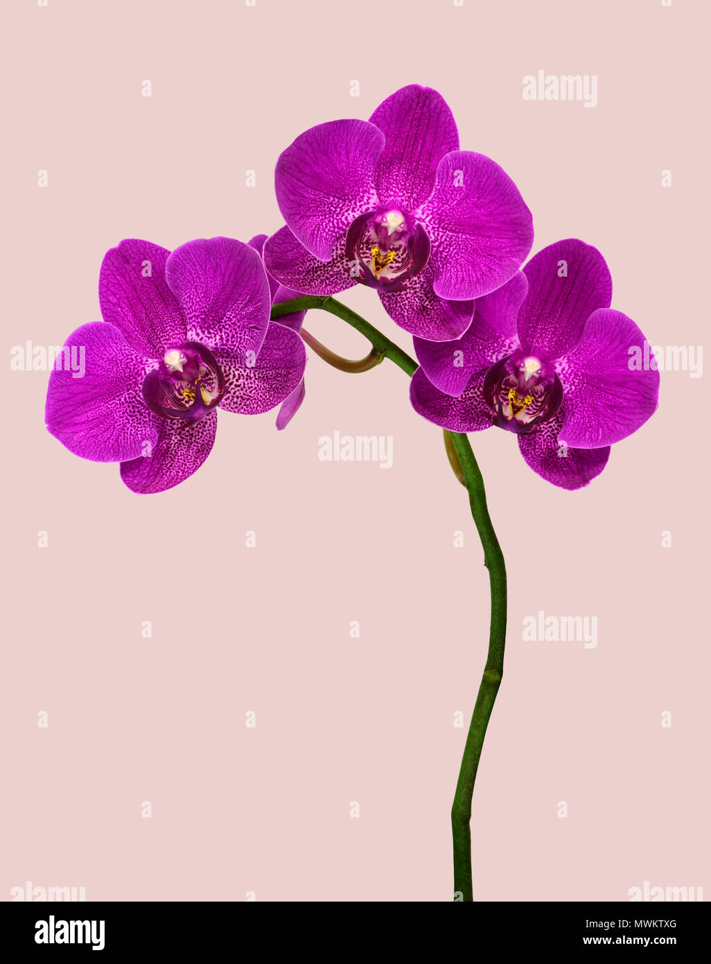 High resolution orchids hires stock photography and images Alamy