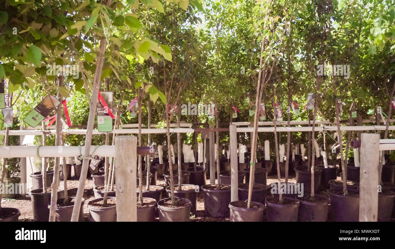 Tree Rows Garden Row trees in local garden hi-res stock photography and images - Alamy