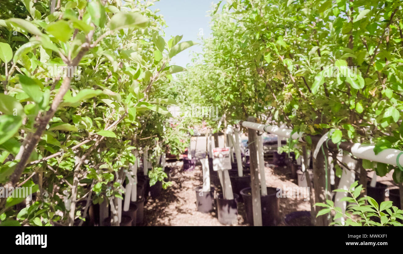 Tree Rows Garden Row trees in local garden hi-res stock photography and images - Alamy