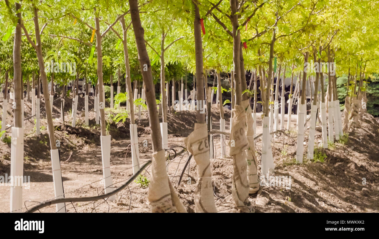 Tree Rows Garden Row trees in local garden hi-res stock photography and images - Alamy