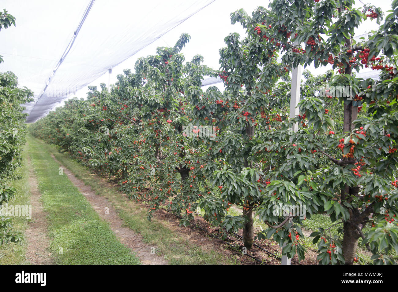 Cherry trees orchard with safety nets above Stock Photo - Alamy