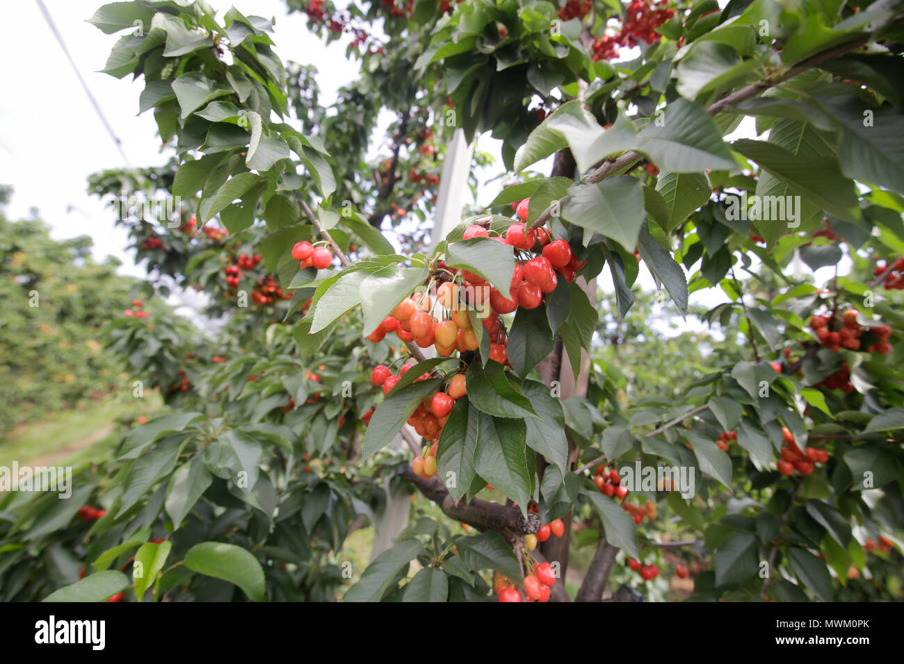 Cherry trees orchard with safety nets above Stock Photo - Alamy