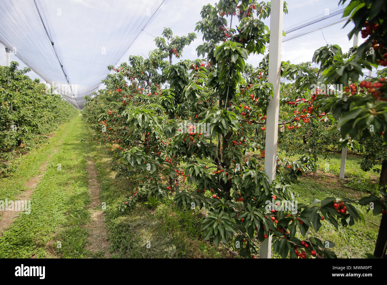 Cherry trees orchard with safety nets above Stock Photo - Alamy