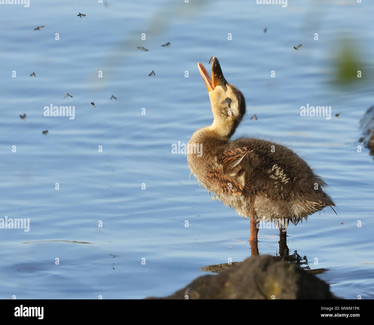 Duckling Insects Duckling Eating Insects High Resolution Stock Photography and Images ...