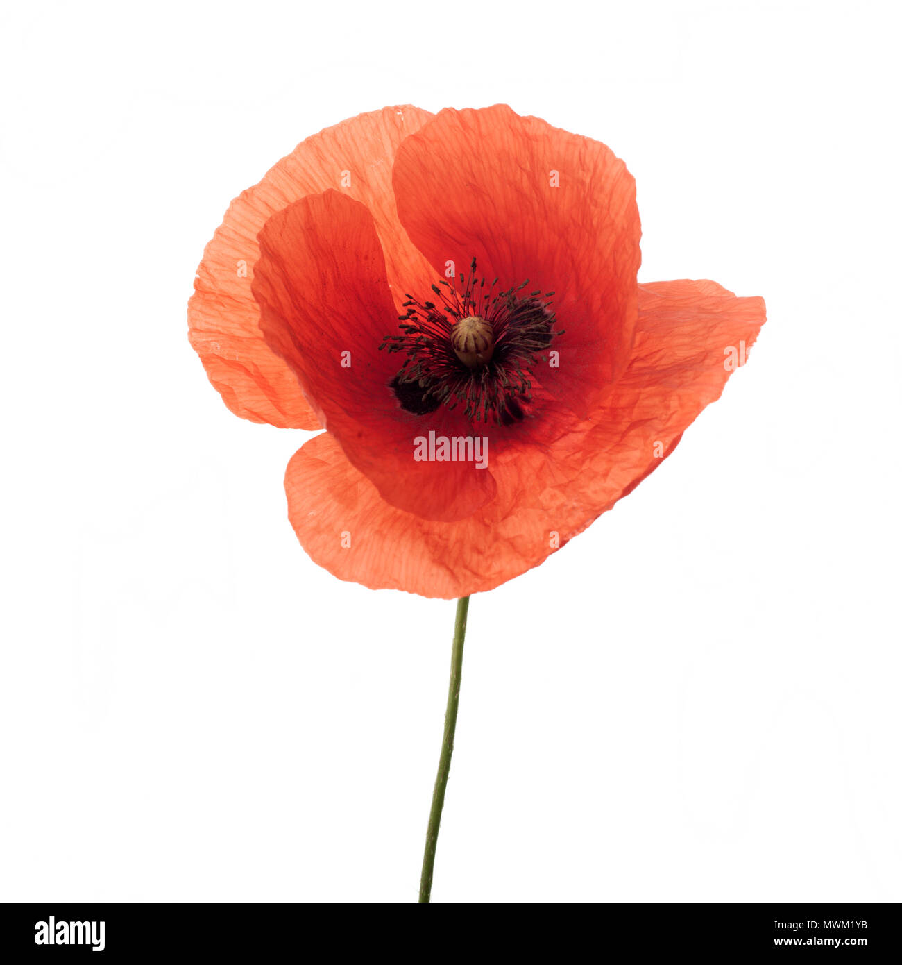 bright red poppy flower isolated on white Stock Photo Alamy