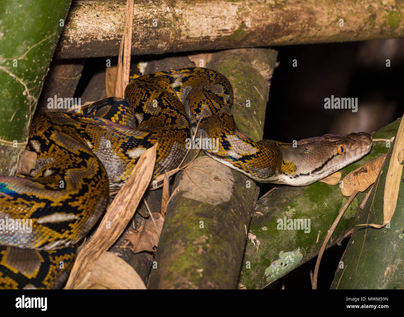 Reticulated python (Python reticulatus) in the rainforest of Khao Sok ...