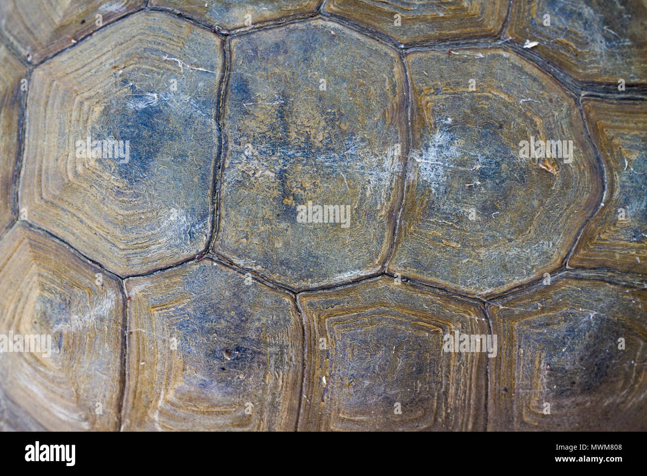 Detail of California Desert Tortoise shell Stock Photo