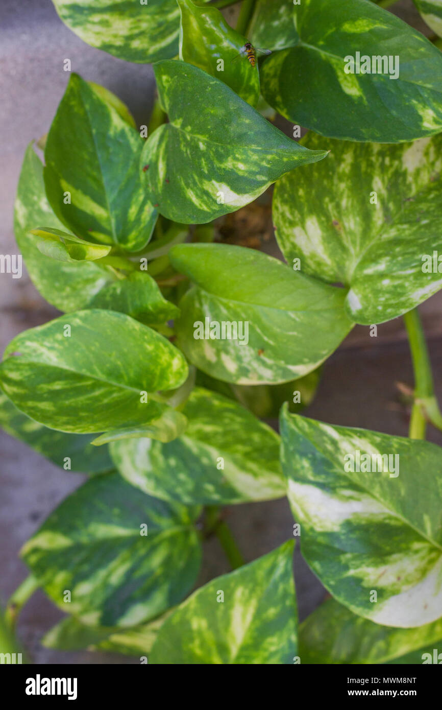 Green and white leaf pothos vine outdoor or indoor plant hanging down. Stock Photo
