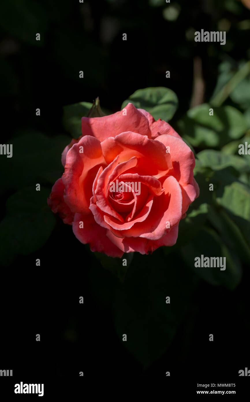 Peach pink color garden free spirit rose in half shaded area, a moody scene. Stock Photo