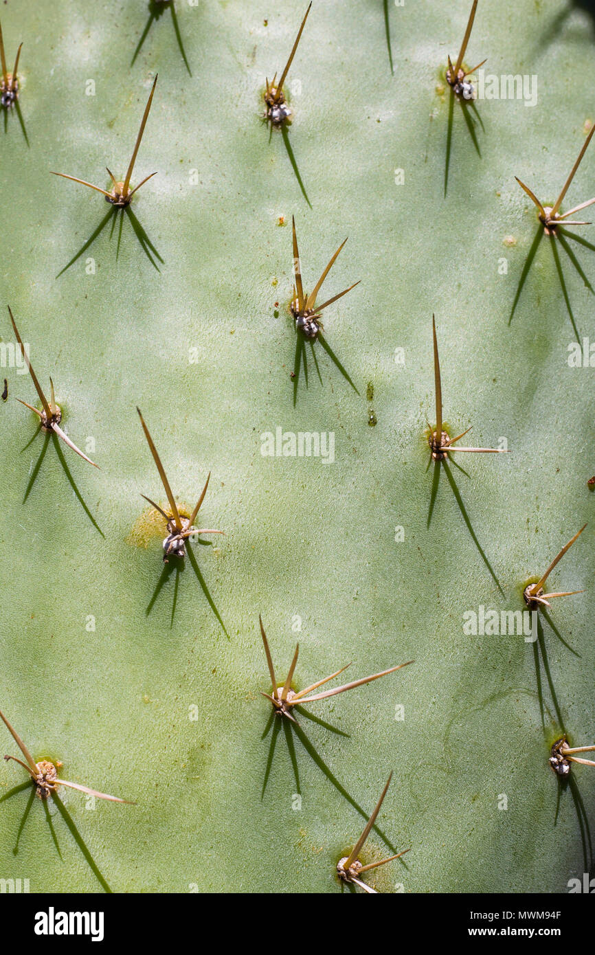 Cactus needles, spines, thorns, up close Stock Photo - Alamy