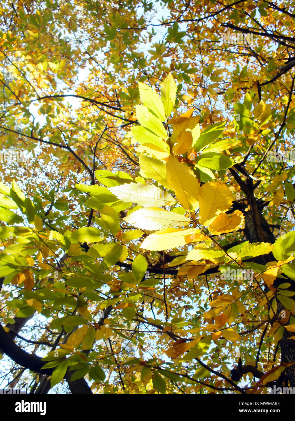 Leaves changing colour hi-res stock photography and images - Alamy