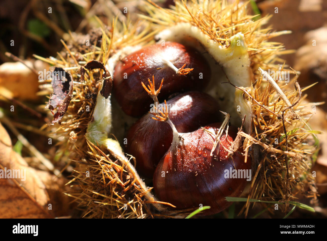 Chestnuts in a cupule on the ground Stock Photo