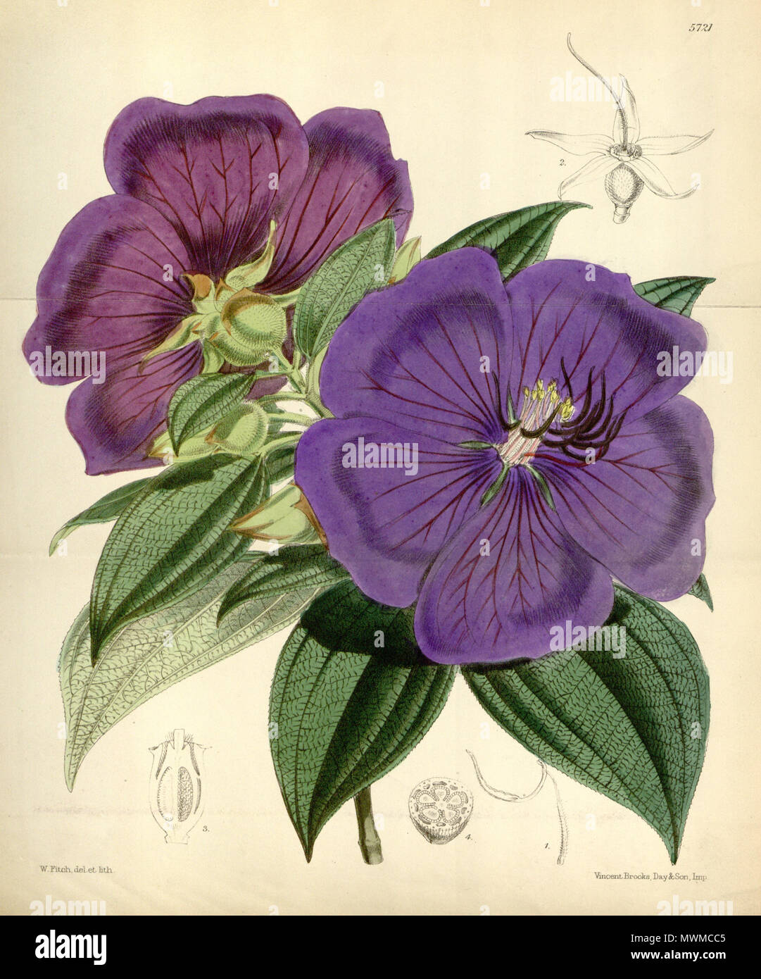 . Pleroma macranthum (=Tibouchina semidecandra), Melastomataceae . 1868. W.Fitch, del. et lith. 489 Pleroma macranthum 94-5721 Stock Photo