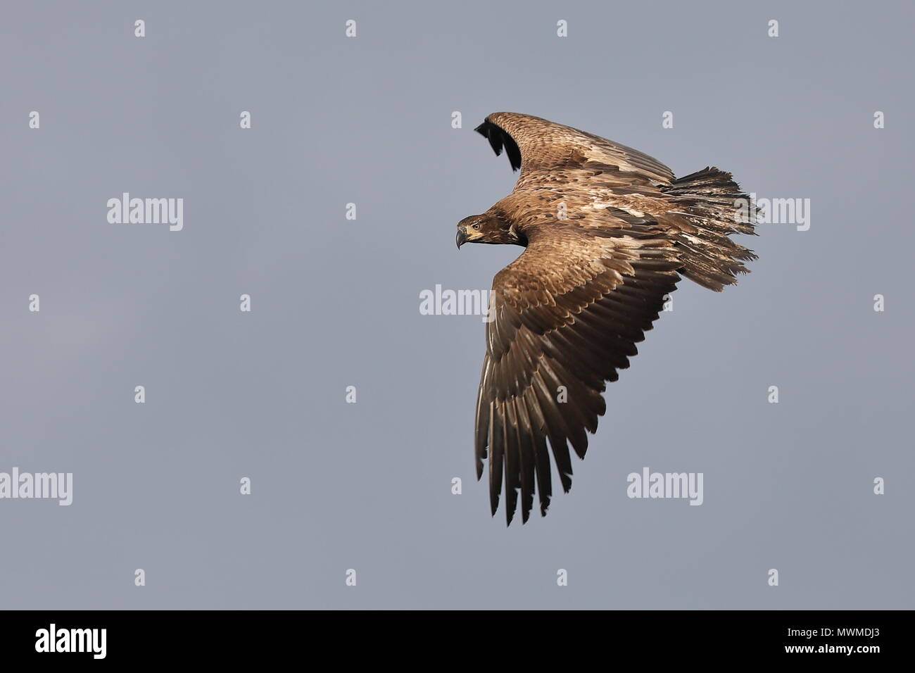 Flying juvenile Bald Eagle Stock Photo - Alamy