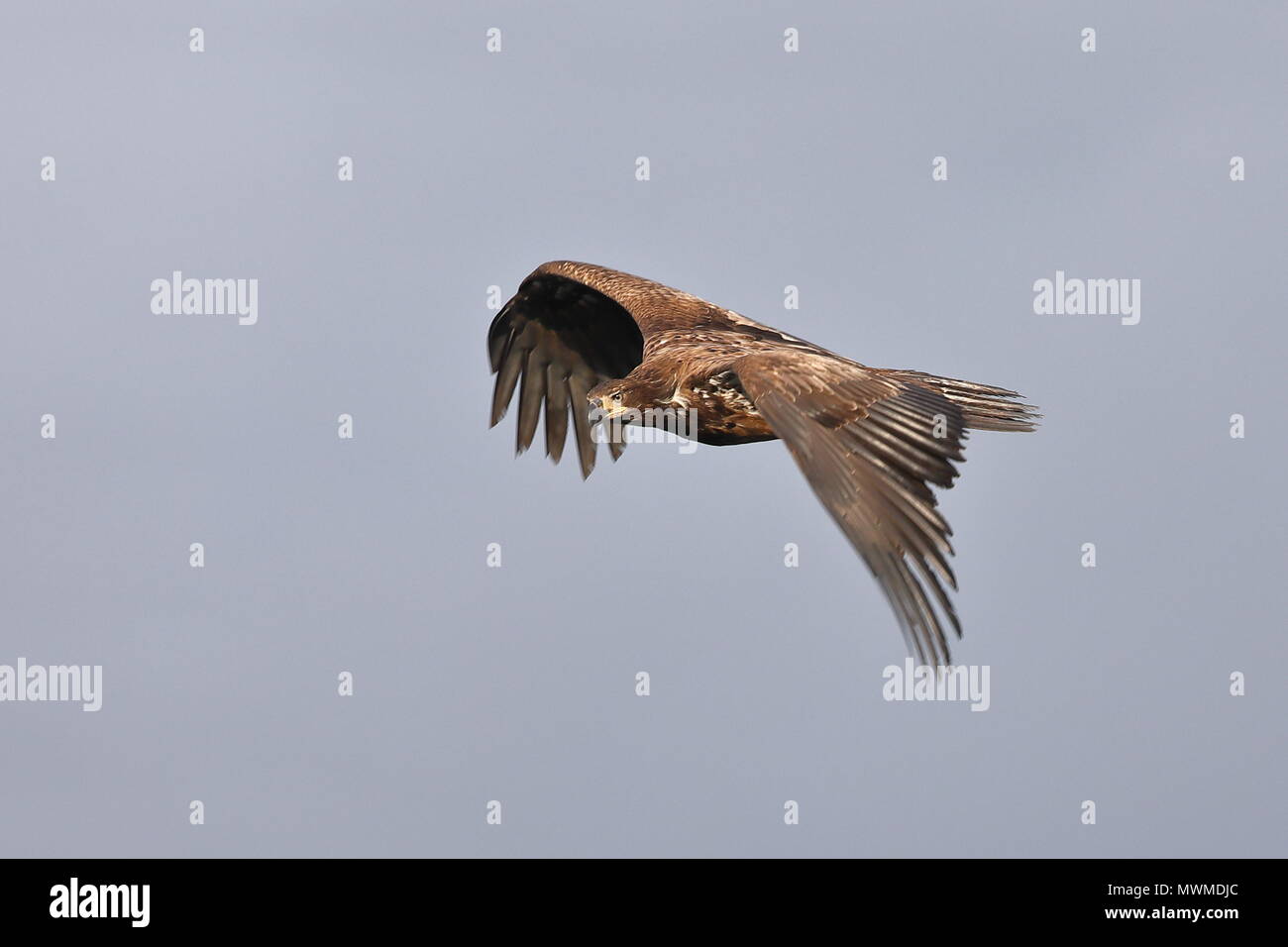 Flying juvenile Bald Eagle Stock Photo