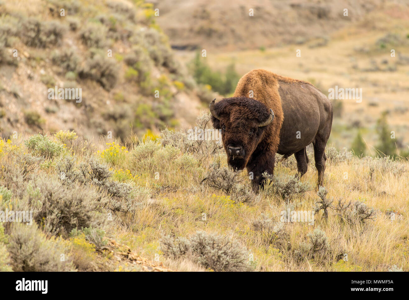 Plains bison (Bison bison), Theodore Roosevelt National Park, (South