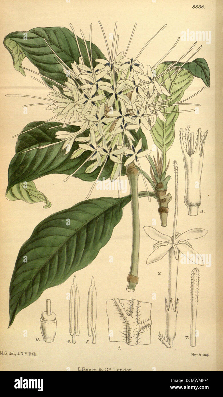 . Pavetta abyssinica, Rubiaceae . 1920. M.S. del., J.N.F. lith. 472 Pavetta abyssinica 146-8838 Stock Photo
