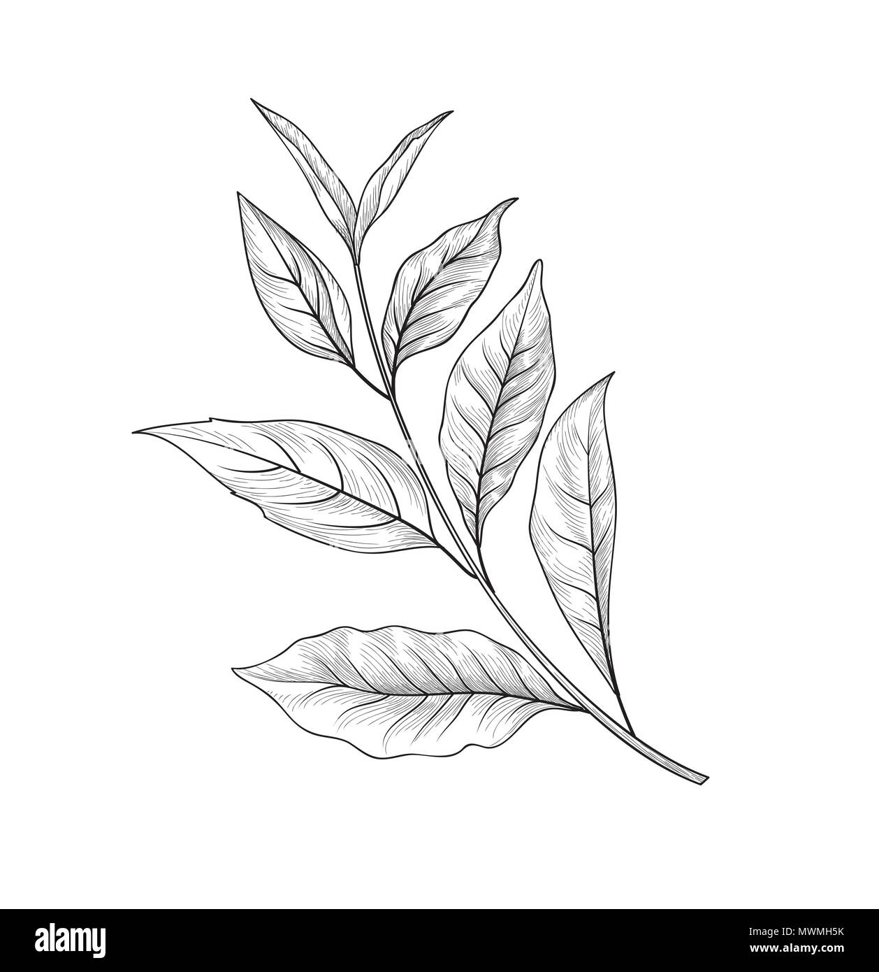 Green tea branch sketch. Tea leaves card background for hot beverage