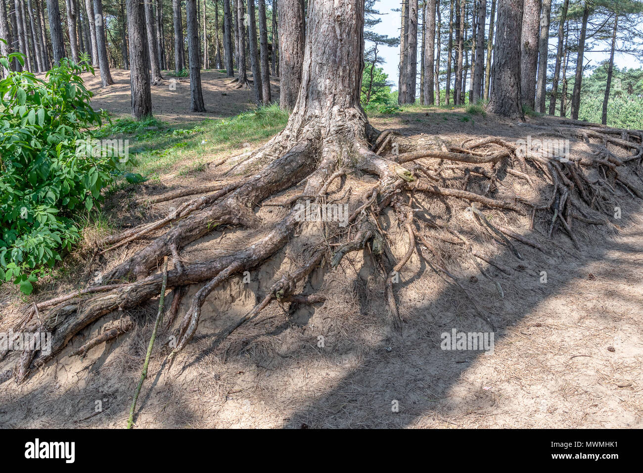 Tree roots exposed after land erosion Stock Photo
