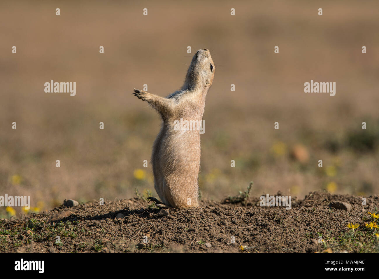 Yipping hires stock photography and images Alamy