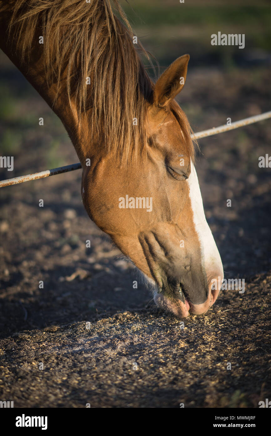 Head of a horse with closed eyes looking for food Stock Photo Alamy