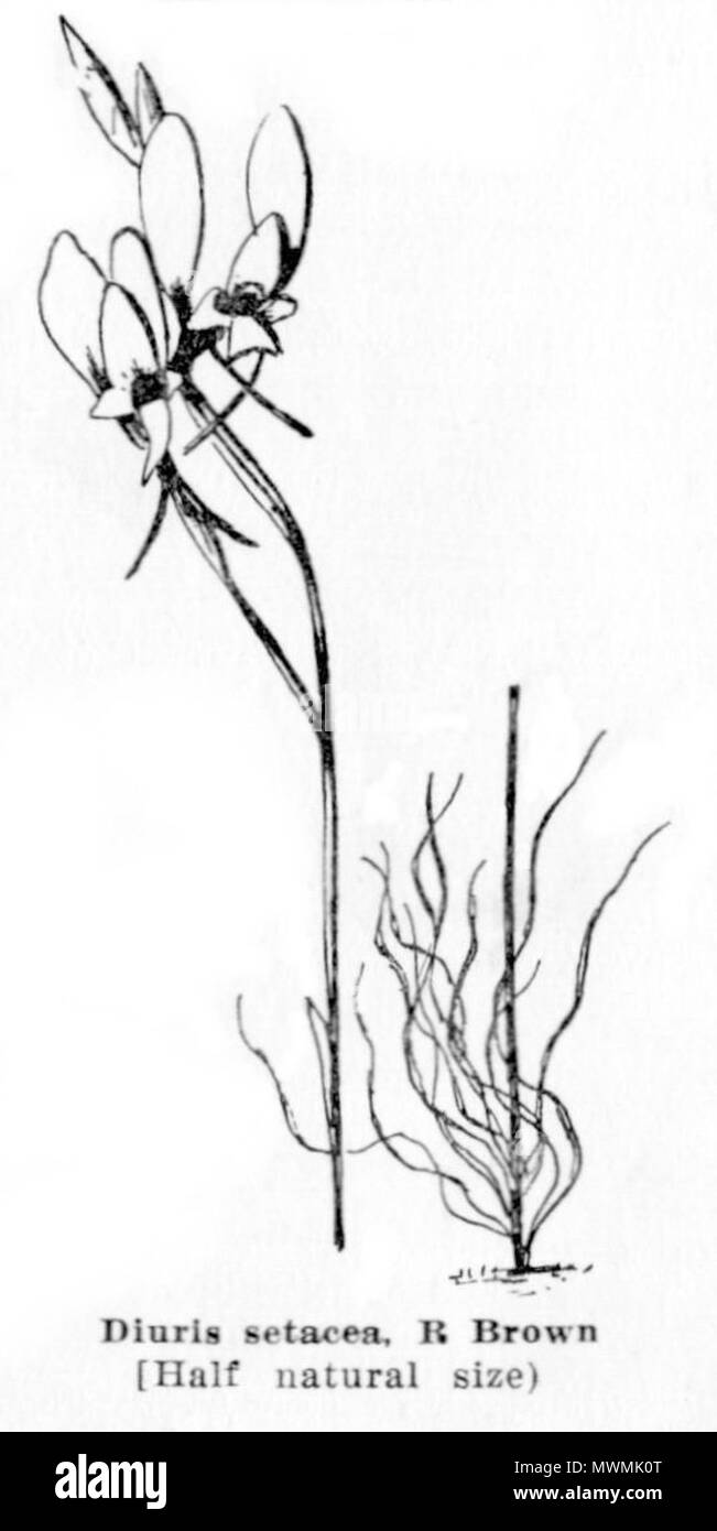 . Diuris setacea, Image from Gutenberg version of Emily Pelloe: 'West Australian Orchids' . 1930. Emily H. Pelloe 476 Pelloe - West Australian Orchids p16 Stock Photo