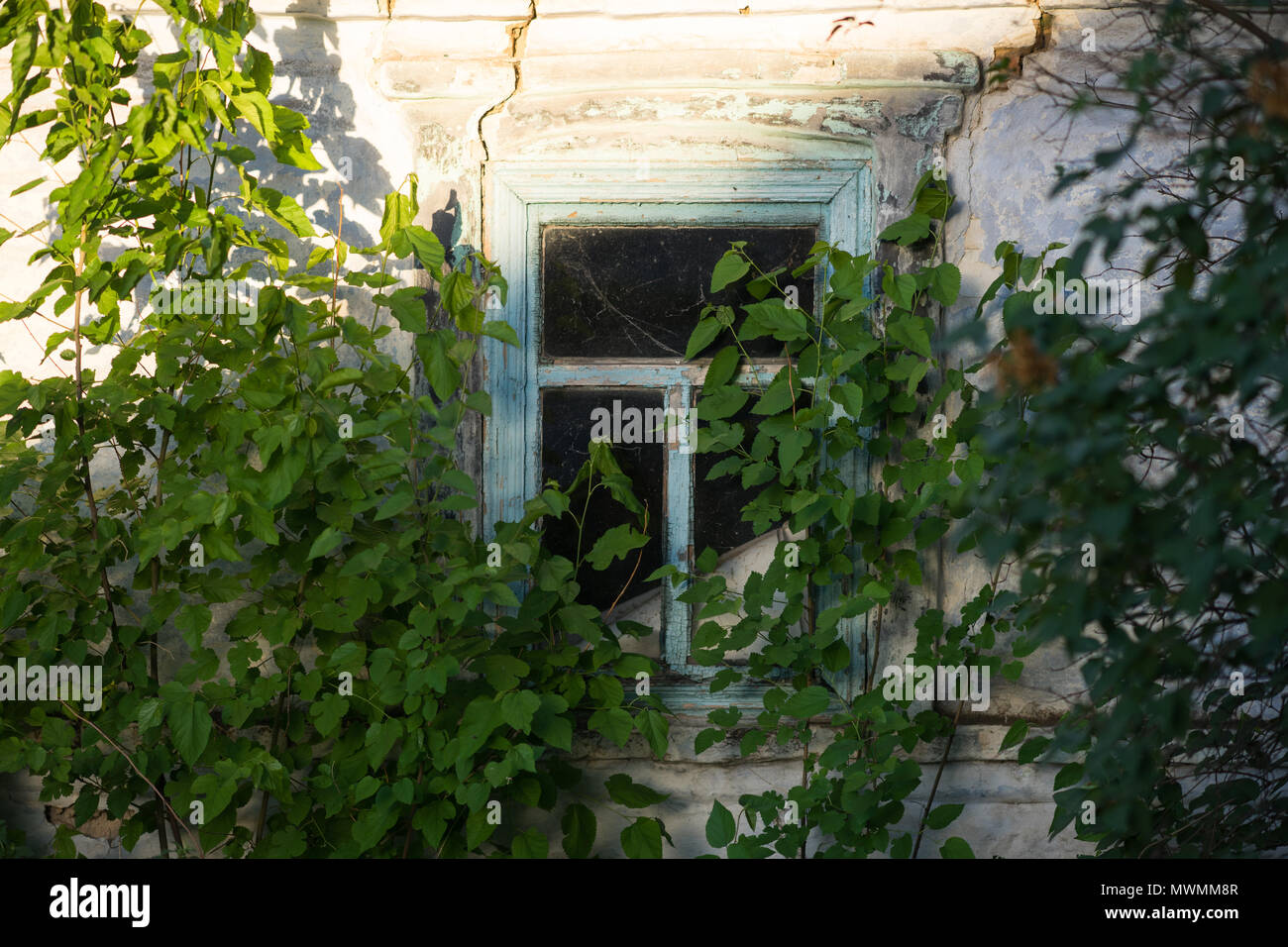 old abandoned rural house overgrown with greenery Stock Photo