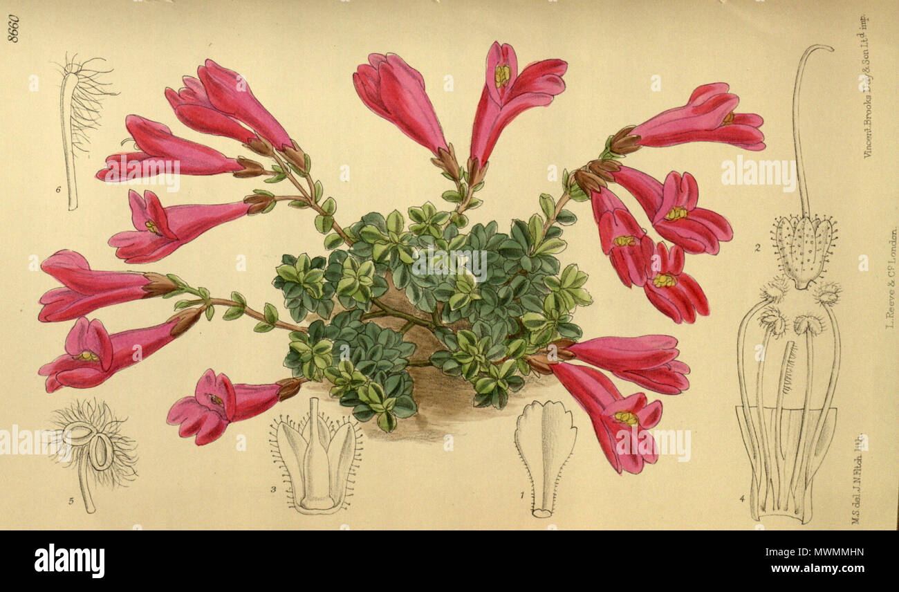 . Penstemon rupicola, Plantaginaceae . 1916. M.S. del., J.N.Fitch lith. 476 Pentstemon rupicola 142-8660 Stock Photo