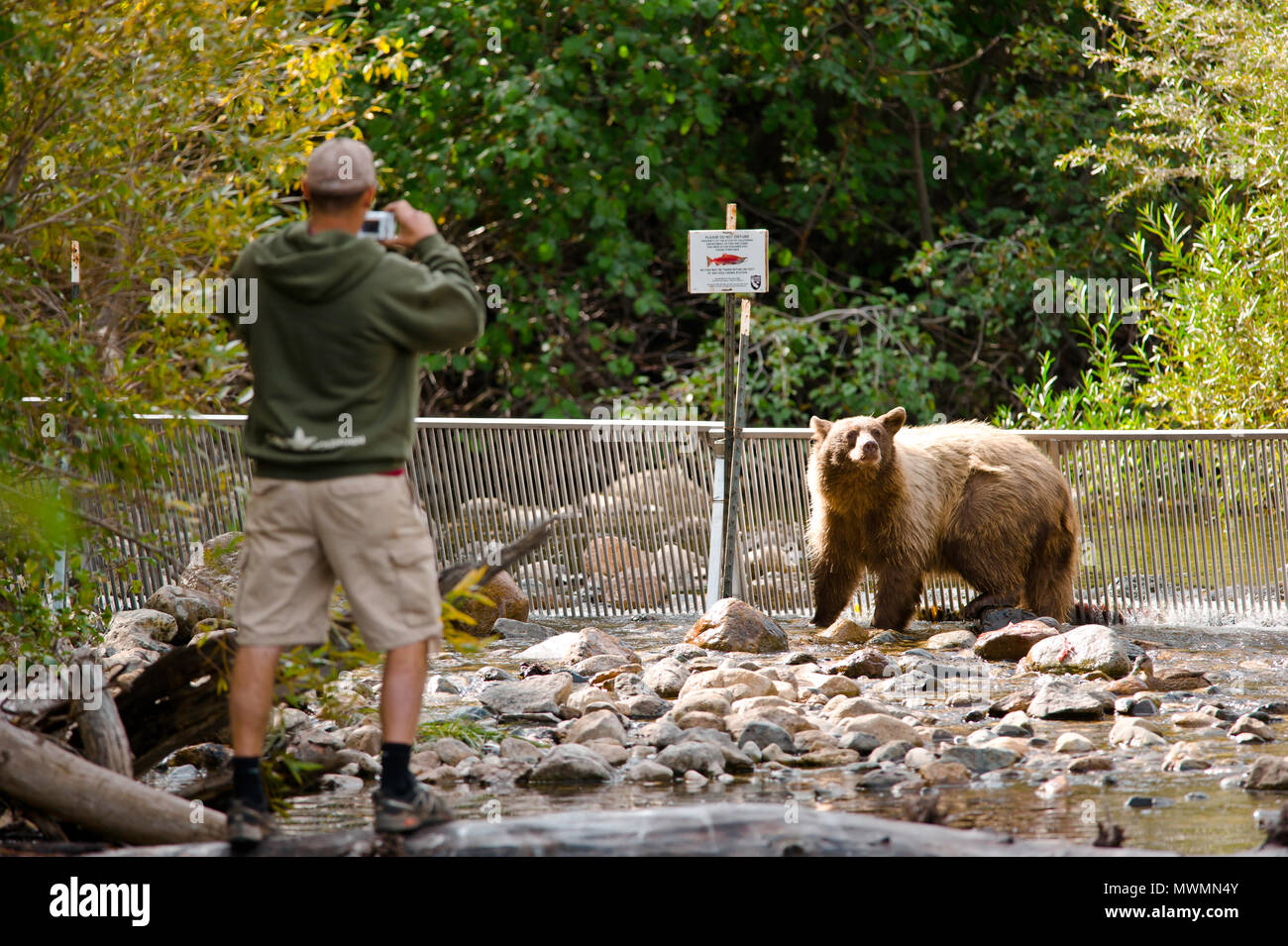 Bears fishing on taylor creek in south lake tahoe Stock Photo Alamy