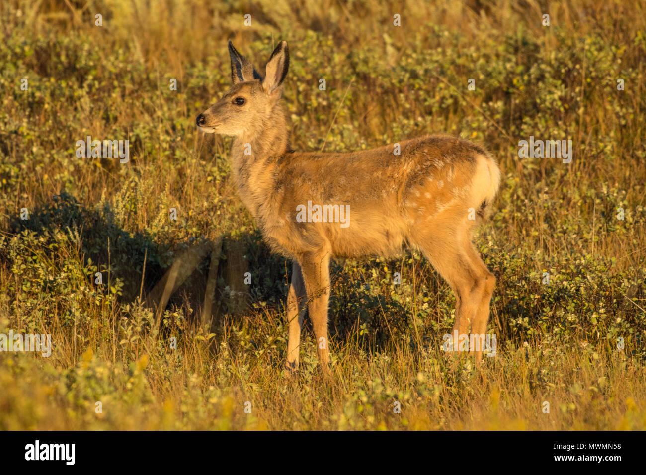 Mule deer (Odocoileus hemionus) fawn, Theodore Roosevelt National Park, (South Unit), North