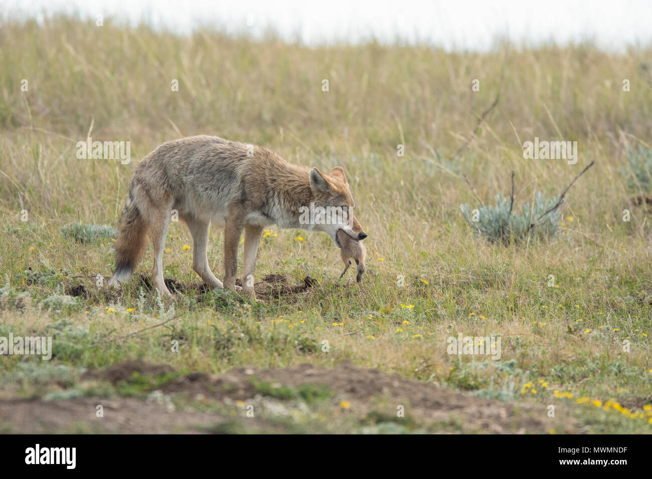 Coyote (Canis latrans) hunting in a prairie dog colony, Theodore