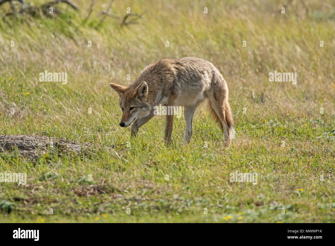 Coyote (Canis latrans) hunting in a prairie dog colony, Theodore Roosevelt National Park (South