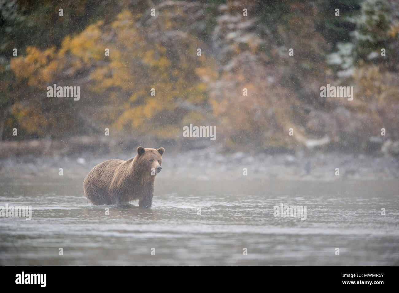 Grizzly bear (Ursus arctos)- Hunting for sockeye salmon spawning in the Chilko River, Chilcotin Wilderness, British Columbia BC, Canada Stock Photo