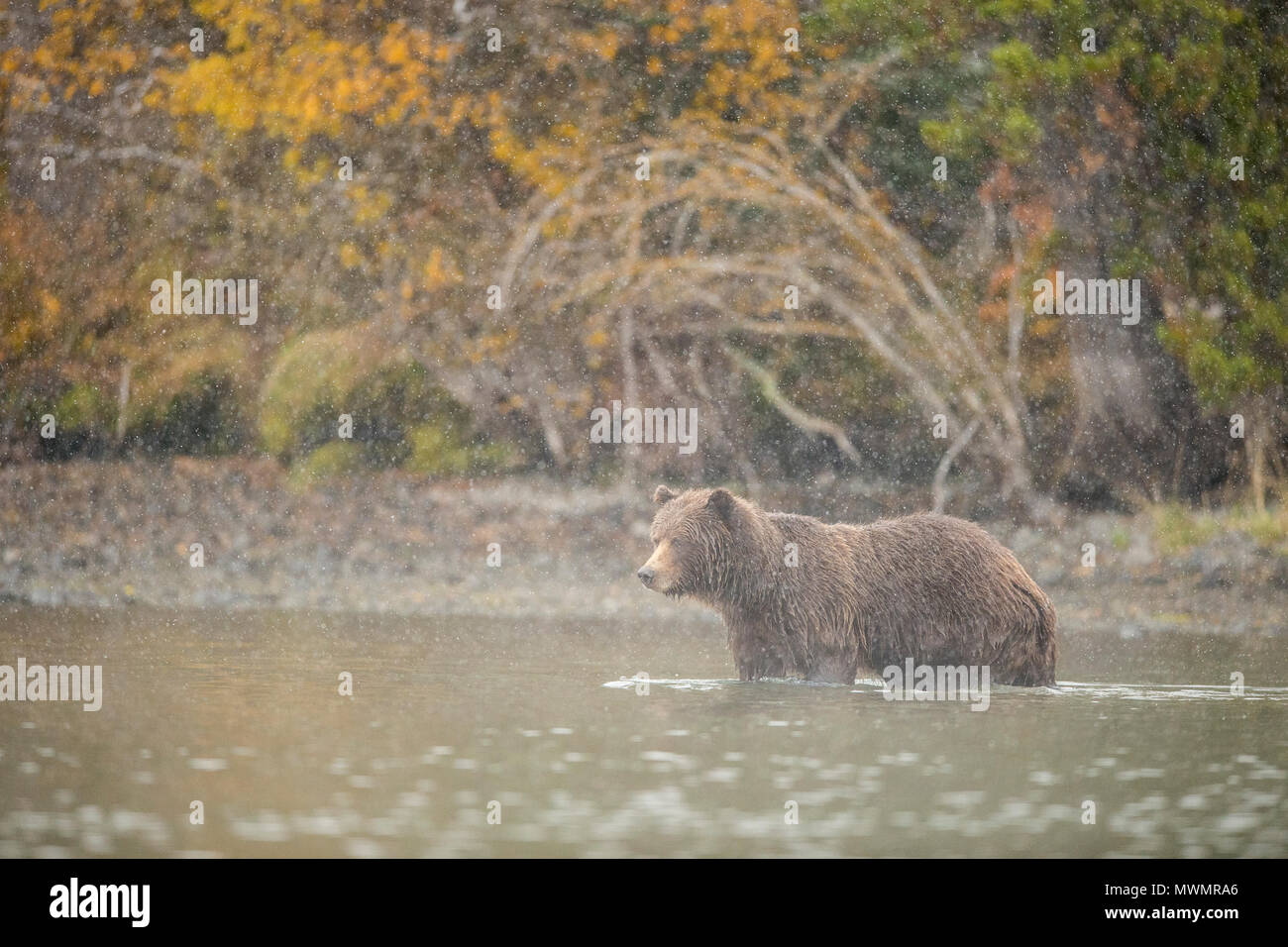 Grizzly bear (Ursus arctos)- Hunting for sockeye salmon spawning in the Chilko River, Chilcotin Wilderness, British Columbia BC, Canada Stock Photo