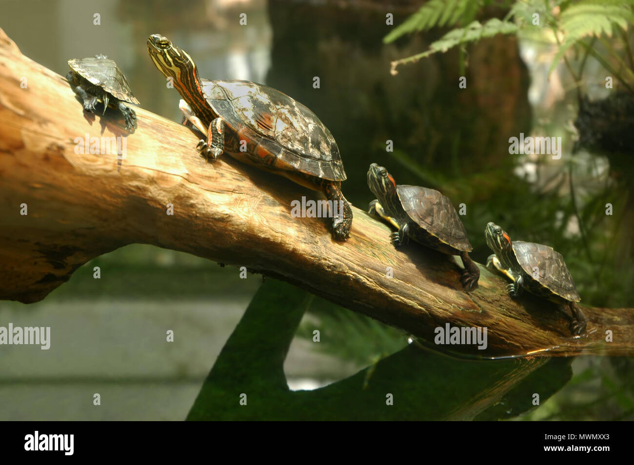 Turtle Habitat High Resolution Stock Photography and Images Alamy