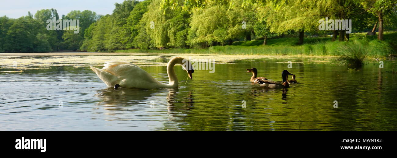 Large Swan attacking small mallard ducks. Mallard ducks forced to defends its offspring (ducklings) Stock Photo