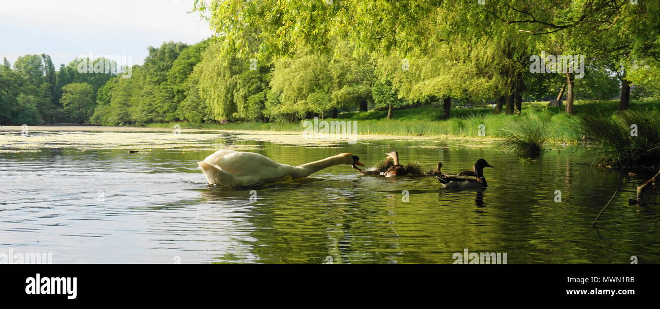 Large Swan attacking small mallard ducks. Mallard ducks forced to defends its offspring (ducklings) Stock Photo