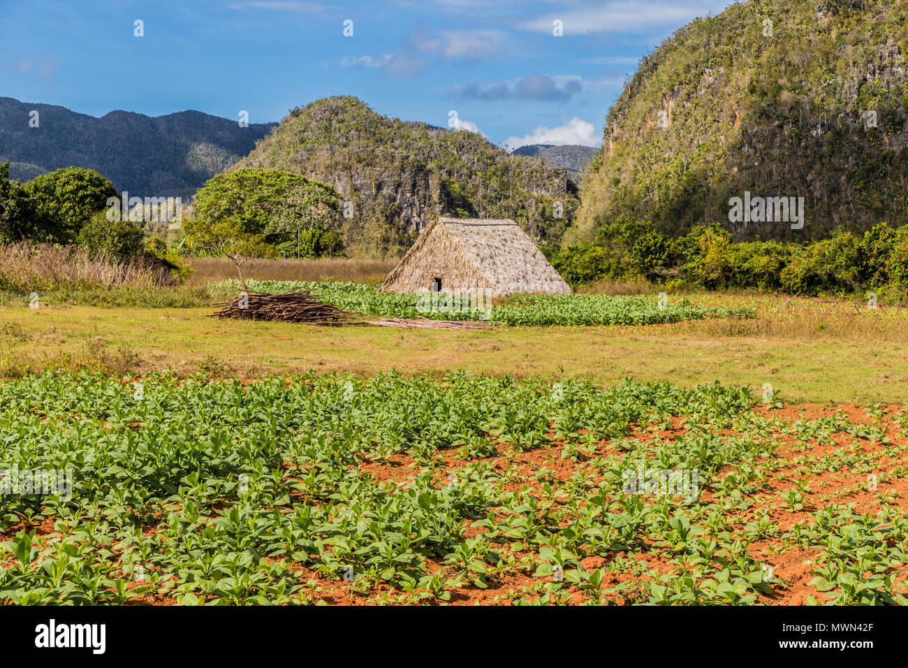 View of Vinales landscape in Cuba. Stock Photo