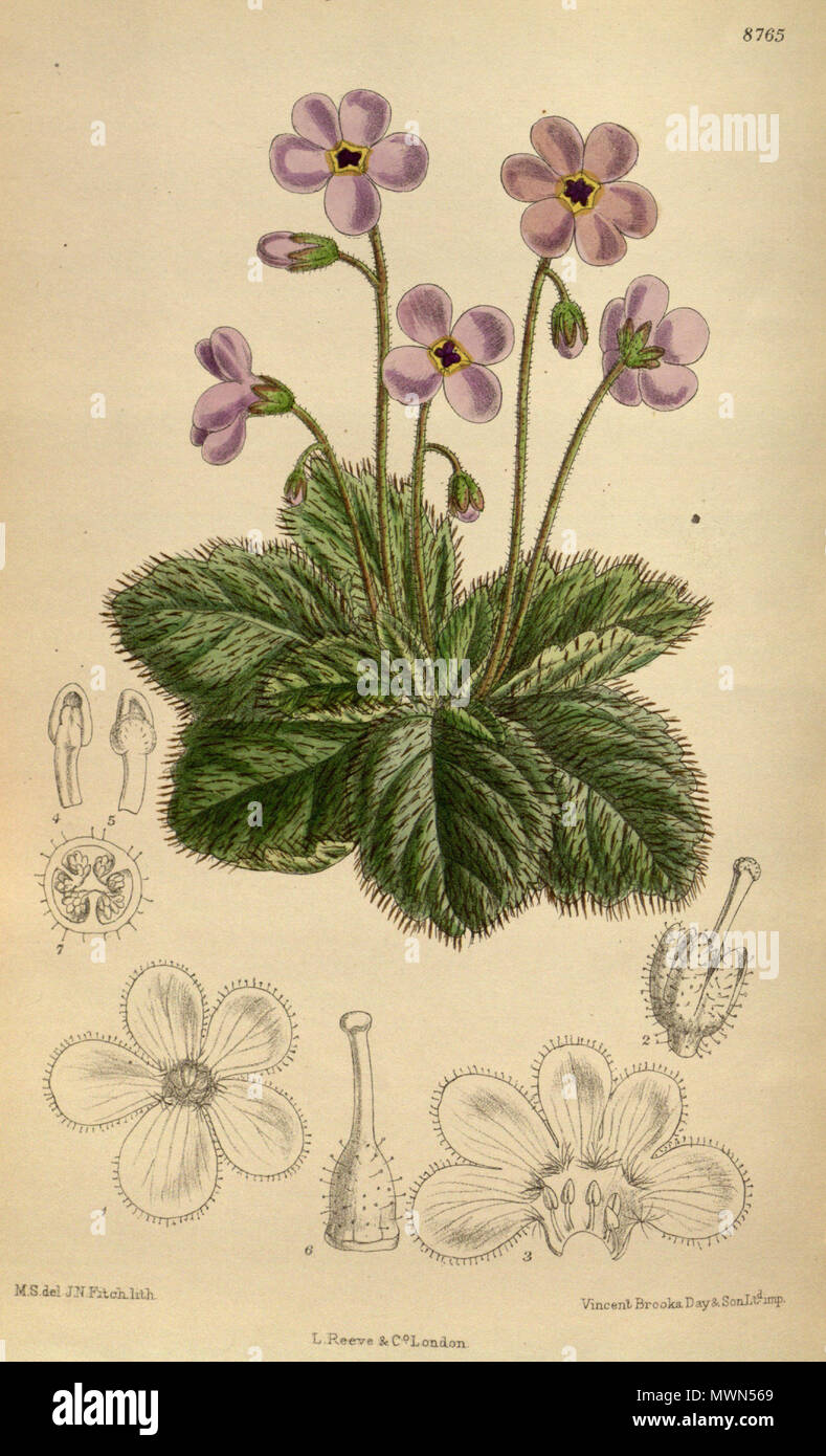 . Ramondia serbica (= Ramonda serbica), Gesneriaceae . 1918. M.S. del., J.N.Fitch lith. 512 Ramondia serbica 144-8765 Stock Photo