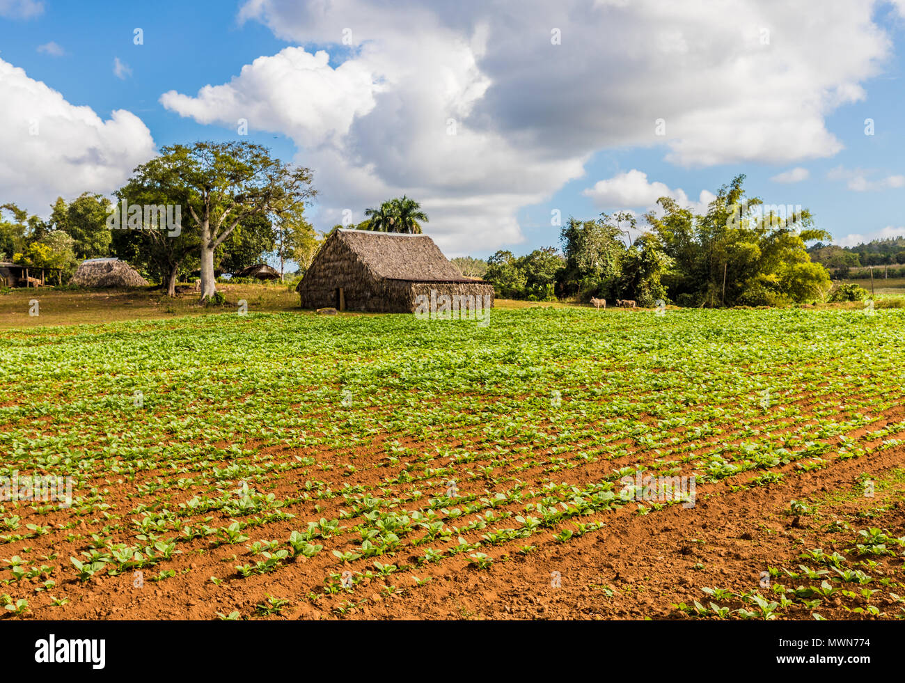 View of Vinales landscape in Cuba. Stock Photo