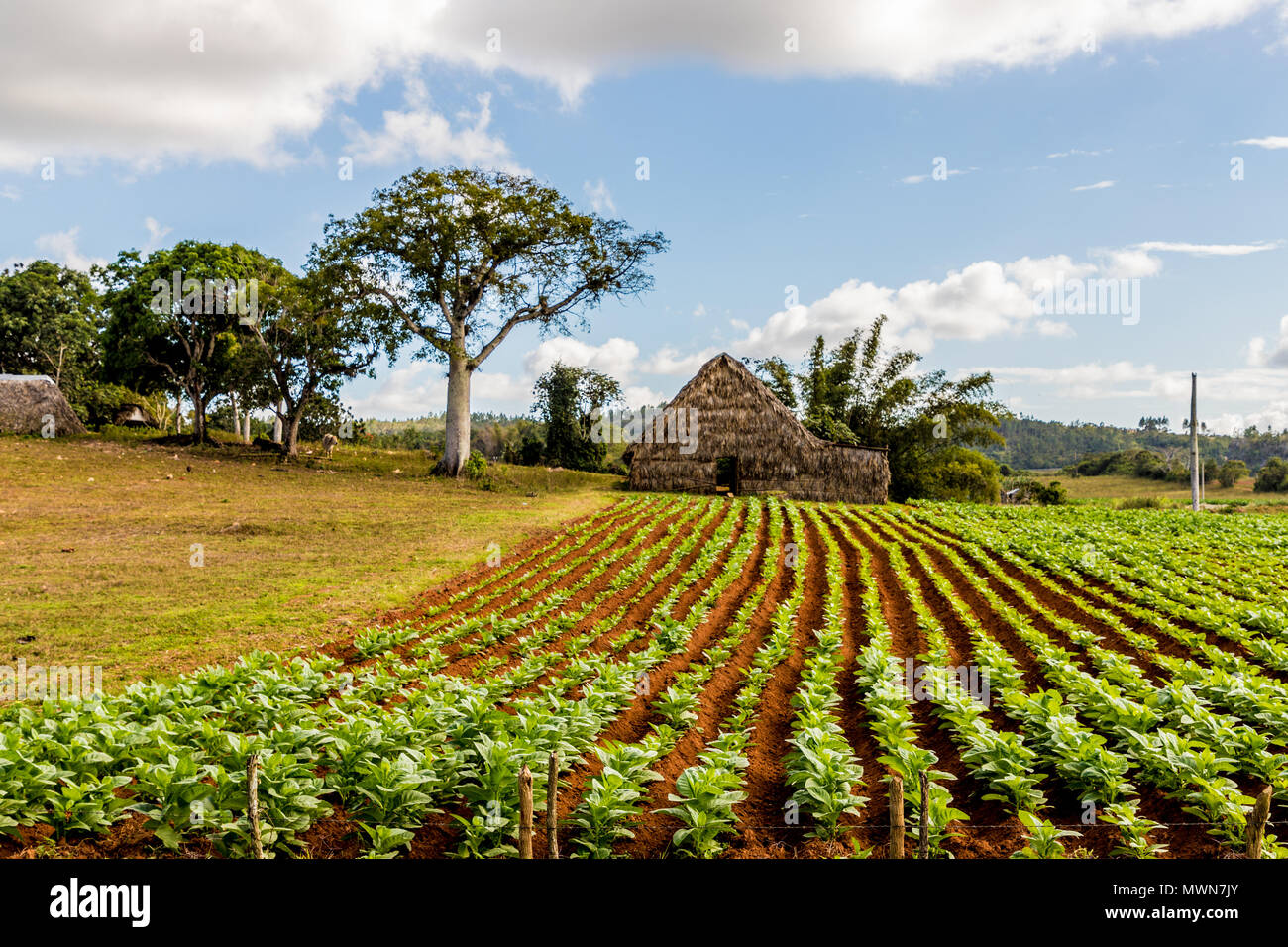 View of Vinales landscape in Cuba. Stock Photo