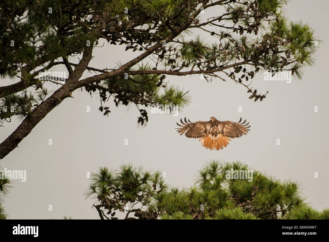 A red tailed hawk (Buteo jamaicensis) approaching a longleaf pine from below, about to land in the tree. Stock Photo