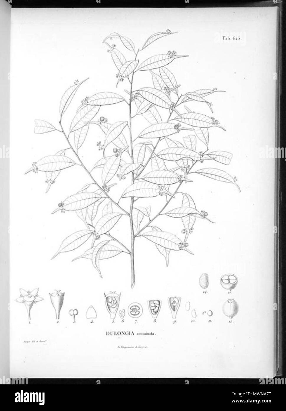 . Illustration of Phyllonoma ruscifolia (Orig. Dulongia acuminata) . 1825. Aimé Bonpland (1773-1858), Alexander von Humboldt (1769-1859), Karl Sigismund Kunth (1788-1850) 482 Phyllonoma ruscifolia Stock Photo